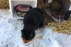 Feeds only a few cats at a time; How To Delay The Water From Freezing For Outdoor Cats Without Electricity