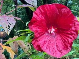 Image result for Hibiscus Red 2015 Vito