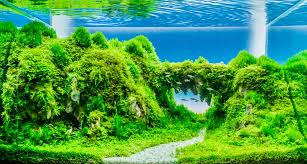 How to make diy aquascape avatar floating rock island aquascape. How To Make Aquascape The Simplest Way Fish Hobbyist
