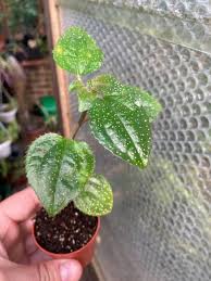 Image result for Calvoa