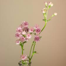 Image result for Astrantia major `Roma`
