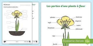 Está ciencia se encarga de estudiar monedas y medallas. Fiche D Activites Les Parties D Une Plante A Fleur
