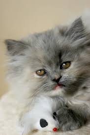 A teacup persian kitten is a toy version of the glorious and very popular persian cat breed. Everything You Need For Your New Persian Kitten Lords Labradors