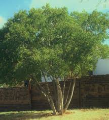 Image result for Heteropyxis natalensis