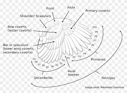 The Anatomy And Nomenclature Of A Bird S Wing Feathers Tavuk Kanadi Anatomisi Hd Png Download 2000x1409 5102972 Pngfind