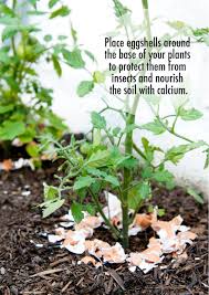 Eggshells In The Garden Plants Egg Shells In Garden Gardening Tips
