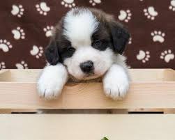 Petco's welcome to the family new pet parent starter guide provides new pet. Saint Bernard Puppy For Sale Adoption Rescue For Sale In Youngstown Ohio Classified Americanlisted Com