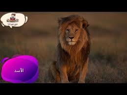 معلومات عن حيوان الاسد للاطفال راويتي تروي قصة youtube animals lion