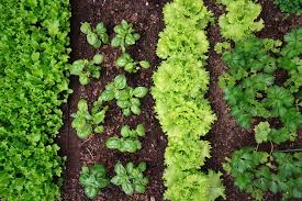 It's pretty much an icon in portland now and it's probably already on your to do list. Things To Do In The Vegetable Garden July Portland Monthly