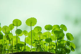 Image result for Centella asiatica