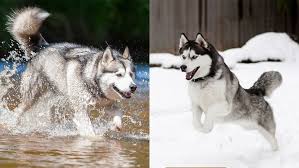 Alaska's list is a huge, online classifieds service, featuring hundreds of dogs and puppies being offered for sale by people throughout the greatland and beyond. What S The Difference Between An Alaskan Malamute And A Husky Howstuffworks