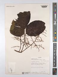 Image result for Lannea welwitschii