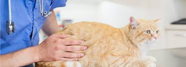 Cat furniture at petsmart includes the latest cat trees and durable, stylish kitty condos. Your Cat S Health Checkup With A Vet Petsmart