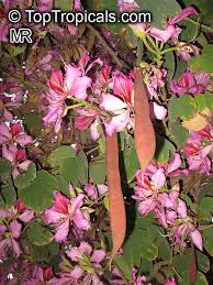Image result for Bauhinia macrantha