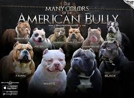 the many colors of the american bully american bully