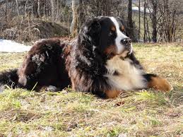 Maybe you would like to learn more about one of these? Pin By Tonya Larson Dietrich On Just Bernese Mountain Dogs Bernese Mountain Dog Bernese Mountain Dog Puppy Bernese Mountain Dog Rescue