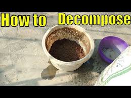 Maybe you would like to learn more about one of these? Easy Way To Decompose Cow Dung Youtube