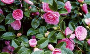 Be pleasant that thorns have roses. so, instead of looking at a setback, it is advisable for a man with. Top 9 Beautiful Flowers That Look Like Roses Multiple Choice