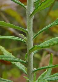 Image result for Pseudopod Ospermum