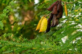 Image result for Caesalpinia sappan