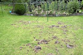 Ein dachs im garten ist doch eigentlich eine schöne sache. Horb A N Dachs Grabt Den Garten Um Horb Umgebung Schwarzwalder Bote