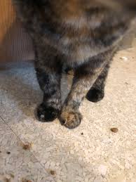 My advice would be to pop him into the vets. Cats Leg Is Swollen She S Indoor And Just Got Fixed It S Above The Joint So I M Not Sure If It S A Sprain Any Ideas She S Not Limping And Doesn T Seem To Have