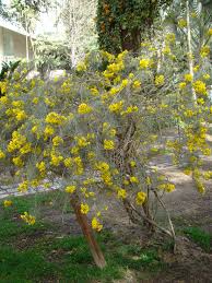 Image result for Senna artemisioides