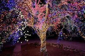 Christmas Lit Tree Magical Tree Photo Tree Outdoor