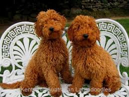 Check spelling or type a new query. Kents Hill Australian Labradoodles Home