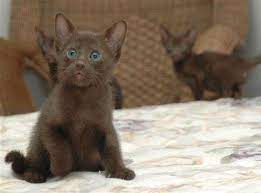 If you are a cat newbie and want to own your first kitten, you are on the right page as we offer a wide variety of baby kittens for sale here. Pin On Kitty