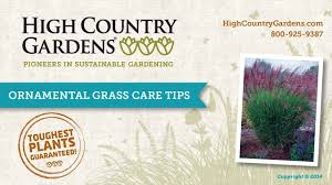 Check spelling or type a new query. Standing Ovation Little Bluestem Grass Schizachyrium High Country Gardens