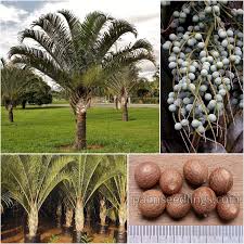 Image result for Dypsis