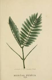 Image result for Mimosa pudica