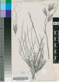 Image result for Tristachya