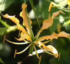 Image result for Littonia modesta