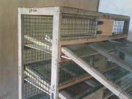 We did not find results for: Gambar Kandang Burung Puyuh Petelur Yang Ideal Miniatur Ini Dia Puyuh Jaya