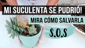 Espero les guste y resulte útil.mis redes. Como Salvar Una Suculenta Podrida Paso A Paso Facil Y Efectivo Youtube