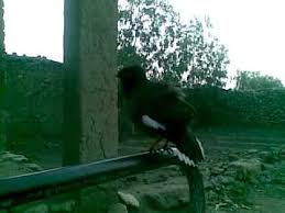 Bird That Sounds Like A Baby Crying Talking Myna Bird Amazing Funny Birds Bird Bald Eagle