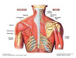 The sternocleidomastoid muscle separates the sections, known as the anterior and posterior triangles. Rotator Cuff Strength Or Scapular Stability What Comes First Http Jessephysio Com 2013 01 02 Rotator Cuff Shoulder Anatomy Muscle Diagram Shoulder Muscles