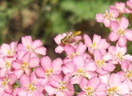 Black Book Winds Of Change Bug Hover Fly On Yarrow Yarrow Hover Flying