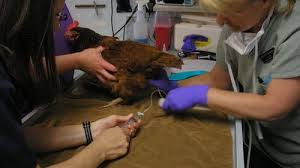 Specializing in dog, cat, puppy and kitten care, as well as veterinary surgery. Chicken Ruby Sick Again Sunset Magazine
