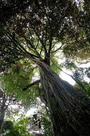 Image result for Ficus chirindensis
