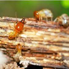 Hitman pest control has been offering people interested in running their own pest control business training. Is Diy Termite Control Worth It In Pacific Pines