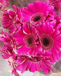 Pink Gerbera Daisies Pink Flowers Pink Flower Arrangements Pretty Flowers
