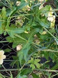 Image result for Coccinia sessilifolia