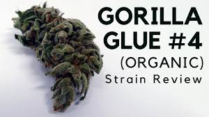 Steer clear of pollen sacs. Gorilla Glue Marijuana Strain Why Are So Many People Stuck On Gorilla Glue Find Out In This Article