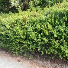 Image result for Myrsine africana