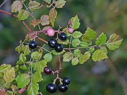 Image result for Vitaceae