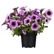 Image result for foto petúnie