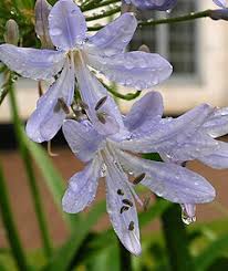 Image result for Amaryllidaceae